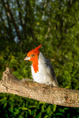 Outdoor cardinal bird.The red-crested cardinal (Paroaria coronata) is a songbird, the species belonging to the family of the tanagers(Thraupidae). 