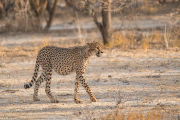 Fototapeta na wymiar Cheetah walking and standing in the savanna, Etosha national park, Namibia, Africa