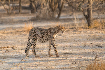 Cheetah walking and standing in the savanna, Etosha national park, Namibia, Africa