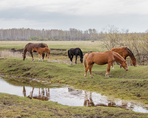 A mother with a foal and other horses calmly graze in a pasture near the water. I