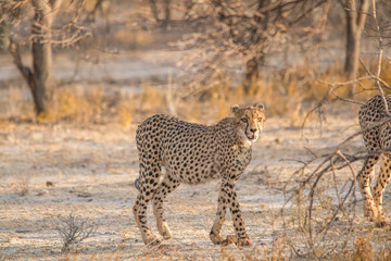 Cheetah walking and standing in the savanna, Etosha national park, Namibia, Africa