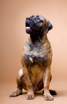 a large red dog of the breed South African boerboel sits in a photo studio on a red background