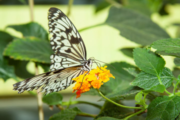 Schmetterling makro close