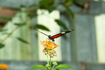 Schmetterling makro close