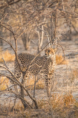 Cheetah walking and standing in the savanna, Etosha national park, Namibia, Africa