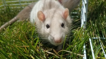 rat in grass