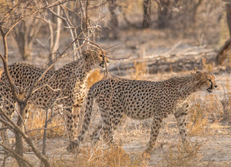Two cheetahs walking through the savanna, Etosha national park, Namibia, Africa