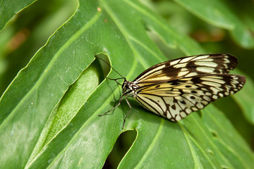 Schmetterling makro close