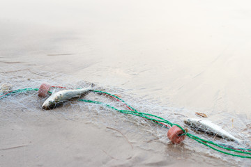 Fish caught in a net, stranded on the beach