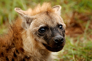 close-up of hyena calf in the background earth moved from the burrow   