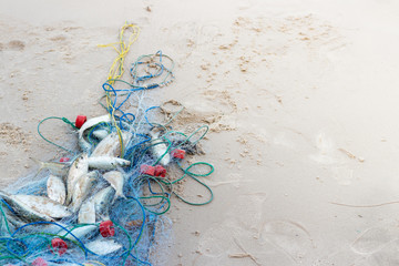 Trawl that has fish inside Was laid on the beach Prepare to separate the fish And shipped to sell at the market. Fishing business