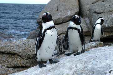 Obraz premium set of three penguins on white rock and background of beautiful gray rocks and sea 