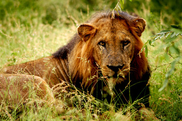 lion resting among the green grass