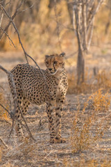 Cheetah walking and standing in the savanna, Etosha national park, Namibia, Africa