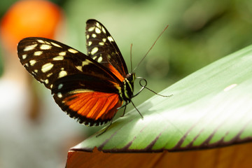 Fototapeta na wymiar Schmetterling makro close