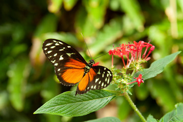 Schmetterling makro close