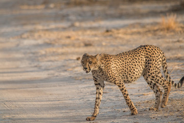 Cheetah walking and standing in the savanna, Etosha national park, Namibia, Africa