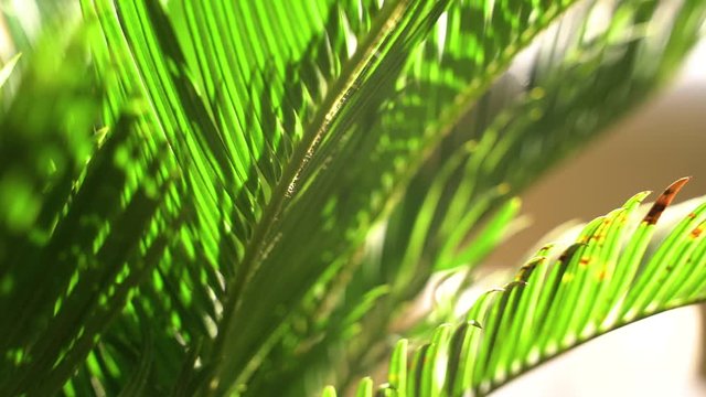 Cycas revoluta (sago palm, king sago, sago cycad, Japanese sago palm), is a species of gymnosperm in the family Cycadaceae, native to southern Japan , palm leaf details background with sunlight on it 
