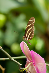 Schmetterling makro close