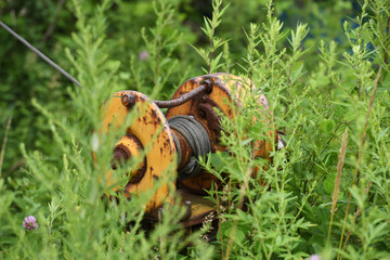 An overgrown, rusty ship-winch nearby a pier in Nikko-Japan.