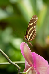 Schmetterling makro close