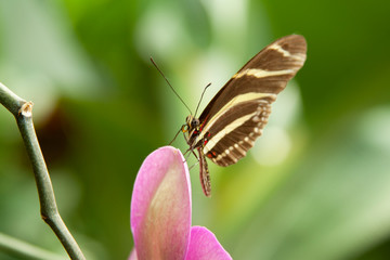 Schmetterling makro close