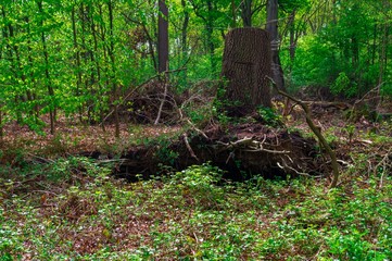 Obraz premium tree in the forest