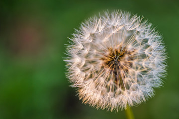 Nursery deciduous plants in the autumn sunny day. Dandelion flower lit by the sun radiate