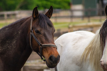 Naklejka premium portrait of a horse