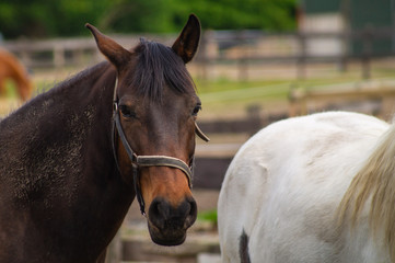 portrait of a horse