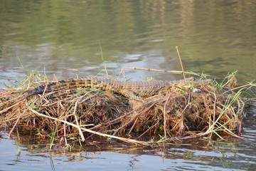 Crocodile resting in the Okavango River