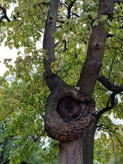 Daily walking around in Central Park Manhattan New York City.