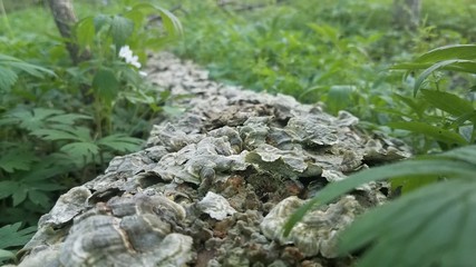 lichens