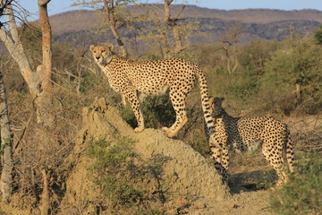 Cheetahs in the wild, Madikwe