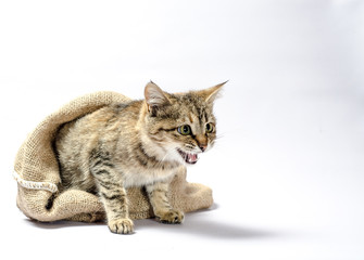 tabby kitten with green eyes in a sack on white background