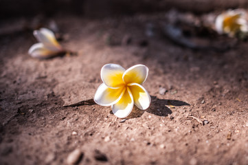 Frangipani tropical flowers, Plumeria flowers fresh.