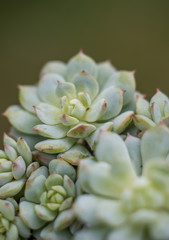 Echeveria succulent plants