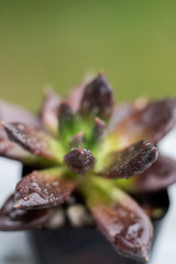 Echeveria black prince succulent close up