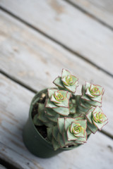 String of buttons, crassula perforata succulent plant closeup