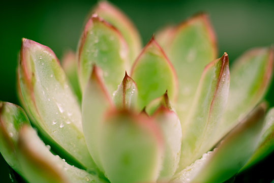 Echeveria succulent close up