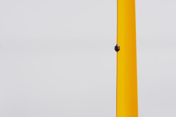 Small ladybug climbing on a yellow shoe spoon. Insect hiding from the cold in the office. Nature is everywhere. White background with copy space. Challenge concept. Closeup.
