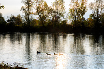 Ducks at dawn amid the trees, branches and green leaves. In the background the water of the river Adda.