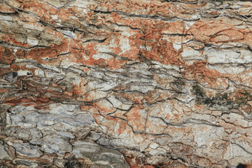 Old tree wood texture for background
