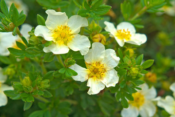 Yellow Potentilla flowers bloom on the branches of a bush in the garden.