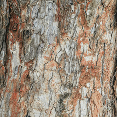 Old tree wood texture for background