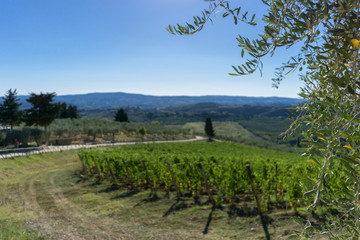 Fototapeta na wymiar Vineyard road in Tuscan countryside