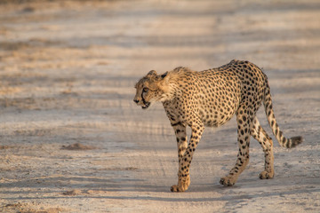 Cheetah walking and standing in the savanna, Etosha national park, Namibia, Africa