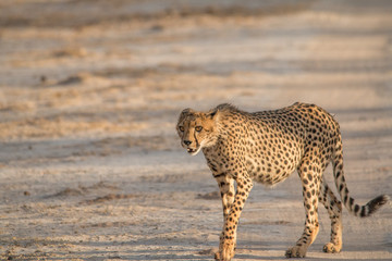 Cheetah walking and standing in the savanna, Etosha national park, Namibia, Africa