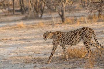 Cheetah walking and standing in the savanna, Etosha national park, Namibia, Africa