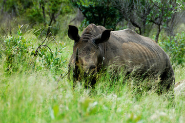 fantastic specimen of africa rhinos among the green of the sheet tail grass
